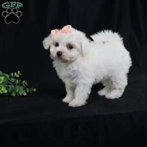 Nora (Tiny), Bichon Frise Puppy